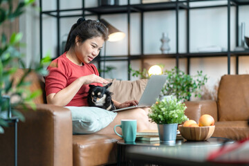 happiness peaceful asian female woman stay home lifestylw with little chihuahua dog puppy sittting on her lap hand using laptop for working on sofa in living room home interior background