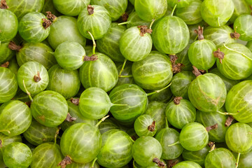 Goosebrry green berries food background. Ripe summer berries