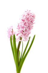 Pink Hyacinth flower isolated white, closeup