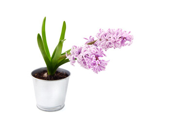 Purple Hyacinth flower in tin pot isolated white background