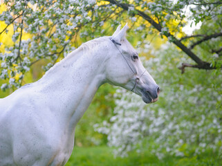 Beautiful white horse portrait