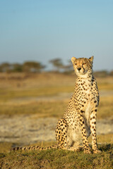 Cheetah (Acinonyx jubatus) portrait, sitting on savanna, Ngorongoro conservation area, Tanzania.