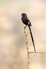 Magpie shrike (Corvinella melanoleuca), sitting on a branch,  Kruger national park, South Africa,
