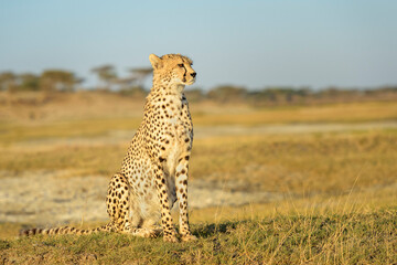 Cheetah (Acinonyx jubatus) portrait, sitting on savanna, Ngorongoro conservation area, Tanzania.