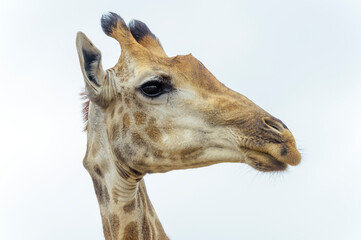 Naklejka na ściany i meble Giraffe (Giraffa camelopardalis) portrait, Kruger national park, South Africa
