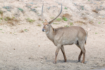 Obraz premium Waterbuck (Kobus ellipsiprymnus} Kruger national park, South Africa.