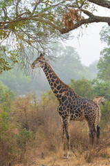 Naklejka na ściany i meble Giraffe (Giraffa camelopardalis) standing under acaciatree, Kruger national park, South Africa
