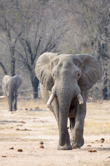 Fototapeta premium African Elephant (Loxodonta africana), bull walking to camera, Kruger National Park, South Africa,