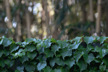 Ivy thickets on the fence in the summer in the south