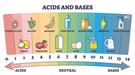 Acids, neutral and bases substances scale with examples outline diagram. Labeled educational chemical PH values scheme with colored and numbered areas vector illustration. Hydrogen ion concentration.