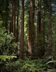 Obraz premium Muir Woods Dark
