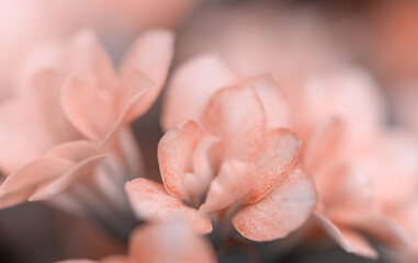 The domestic flowers of Kalanchoe bloomed. Garden on the window.