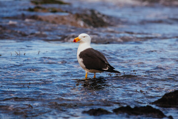 Monforts Beach Seagull in Blairgowrie Australia