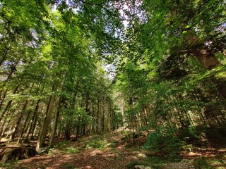 Fototapeta premium Forest in summer