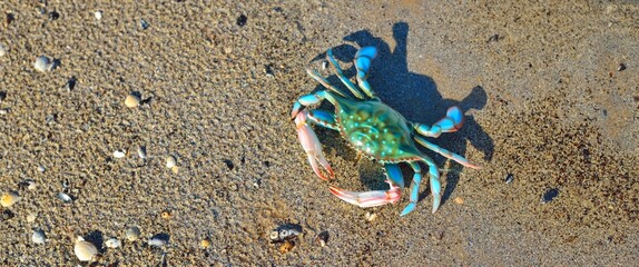 Colorful green toy crab on a sandy beach, close-up. Baltic sea, Latvia. Childhood, educational toys, science, biology concepts © Alex Stemmer