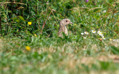 Female pheasant in a meadow