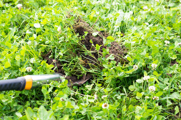 person digs a hole for a tree in the garden of a country house.