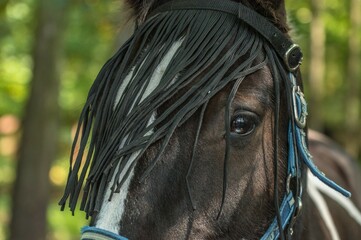 koń patrzy © Mirosław