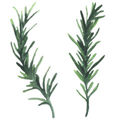 Rosemary. Watercolor illustration with vegetables and fruits. Vegetarian food. Natural organic food. Healthy diet. Cooking food.