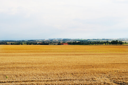 abgeerntetes gro&szlig;es Feld in Sachsen-Anhalt. Getreideernte im Hochsommer im Salzlandkreis, goldgelbe Felder, Stoppelacker