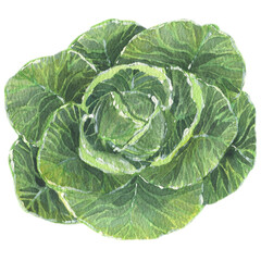 Cabbage. Watercolor illustration with vegetables and fruits. Vegetarian food. Natural organic food. Healthy diet. Cooking food.