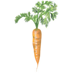 Carrot. Watercolor illustration with vegetables and fruits. Vegetarian food. Natural organic food. Healthy diet. Cooking food.