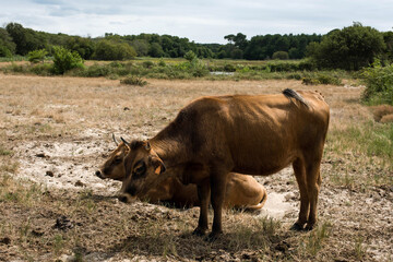 sea cows in pastures in ssea cows in pastures in southwestern Franceouthwestern France