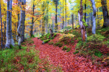 Niesamowity krajobraz z jesiennym kolorowym lasem i ścieżką turystyczną, Karpaty
