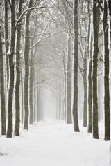 Winter cloudy sad landscape. rows of trees covered in snow and falling snow. Selective soft focus.
