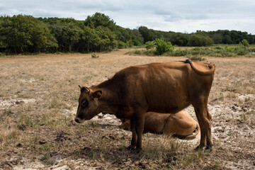 sea cows in pastures in ssea cows in pastures in southwestern Franceouthwestern France