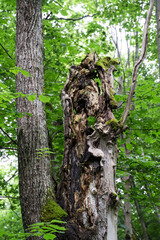 Old trunk of a grove-broadleaf tree in tiny Baltic Sea island. Central European-type broadleaf forest. Nature reserve created by Estonian botanist Teodor Lippmaa. Abruka island