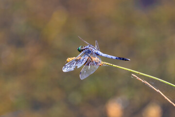 Dragonfly sitting on a branch in a pond close-up