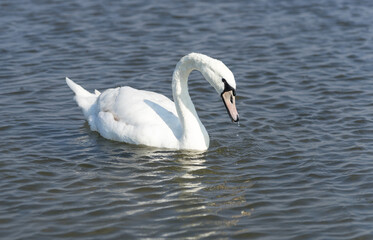 Majestic gracious mute swan (Latin: Cygnus olor) gliding on Baltic sea waters around Abruka island...