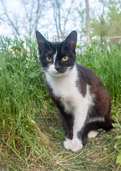 Fototapeta na wymiar Black and white cat sitting in green grass