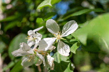 Close up apple blossom white flowers and blue sky spring background