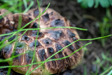 Edible Hawks Wing Mushroom