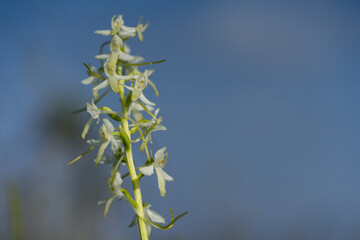 Very rare European native orchid. Butterfly or fringed orchids from Platanthera bifolia,...