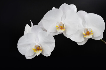 White orchid flower phalaenopsis, phalaenopsis on a black background.