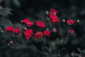 Fresh tiny bright pink garden roses growing in nature. Leaves, buds, floral details on a blurred background