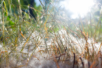 poplar fluff on the grass defocused in the sun.