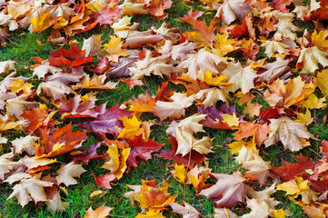 Autumn view. Fallen maple leaves on the ground.
