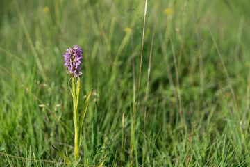 Very rare European native orchid (Latin: Orchidaceae, Dactylorhiza baltica) on a meadow. Also called marsh or spotted orchid. Lilac pillar within bright green leaves under summer sun. Estonia, Europe.
