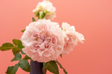 Closeup of peony chiffon parfait on an aesthetic peach background.