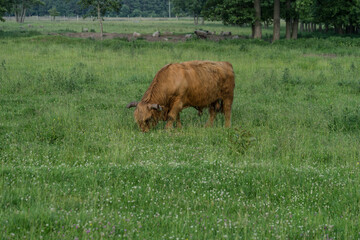 Highland cattle grazing in a green pasture on a sunny midsummer day. Animals are kept on tiny island Abruka to keep coastal meadows under the control.