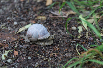 Roman snail (Latin: Helix pomatia), escargot. Large, edible, air-breathing land snail on the dark ground path in the forest. Common specie in tiny island Abruka, West Estonia.