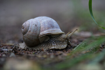Roman snail (Latin: Helix pomatia), escargot. Large, edible, air-breathing land snail on the dark ground path in the forest. Common specie in tiny island Abruka, West Estonia.