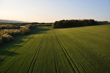 Panoramic views of green fields and forest. Top view of the ground. Summer sunny day. View from a hot air balloon.