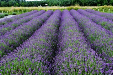 Field of lavender, in Malton, North Yorkshire, England.