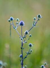 thorns blue flower nature summer