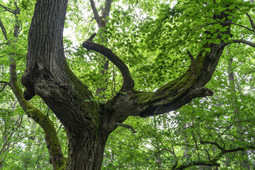 Old trunk of a grove-broadleaf tree in tiny Baltic Sea island. Central European-type broadleaf...